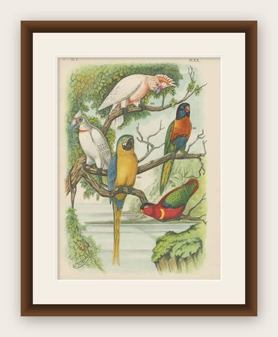 Antique Bird Print of the Cockatoo, Blue-Mountain Lory and Maccaw (1886), shown framed