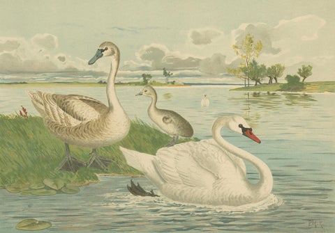 Swans on a Quiet Lake, Graceful Antique Bird Chromolithograph c.1880, close-up 6