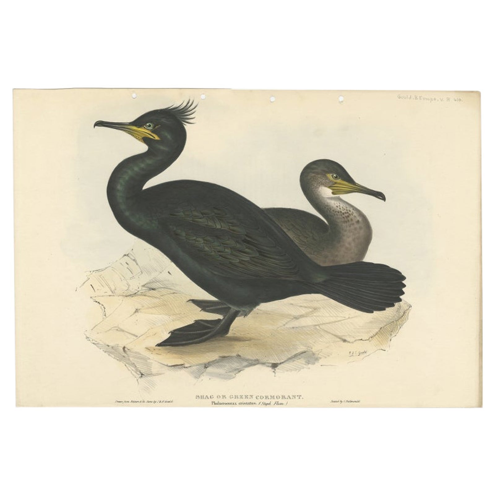 Shag or Green Cormorant, Antique Bird Print by John Gould, c.1832