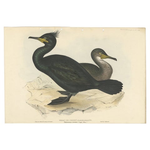 Shag or Green Cormorant, Antique Bird Print by John Gould, c.1832