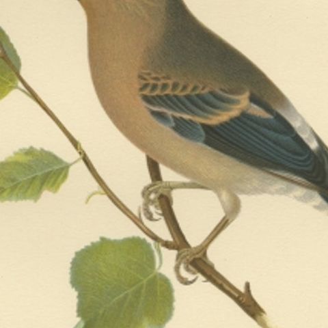 Antique Bird Print of the Eurasian Bullfinch by Von Wright, 1927, close-up 2