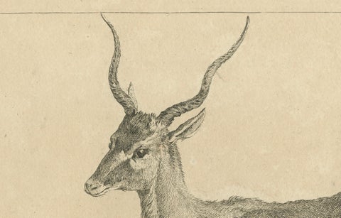Graceful Gazelle: An Elegant Etching - Published circa 1740, close-up 3