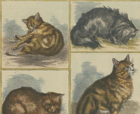 Victorian Prize Cats: Hand-Colored Woodcut Featuring Distinguished Breeds, c1890, close-up 2