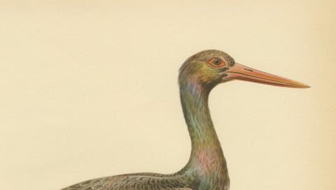 Black Stork Ciconia Nigra - Antique Scandinavian Bird Lithograph, 1929, close-up 3