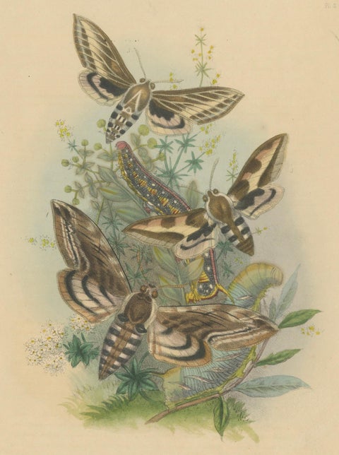Stunning Vintage Butterfly and Moth Illustration Compilation, Hand-colored, 1860, close-up 5