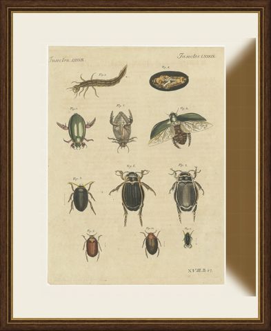 Diving Beetles and Water Beetles with Larva, Antique Bertuch Print, circa 1815, shown framed