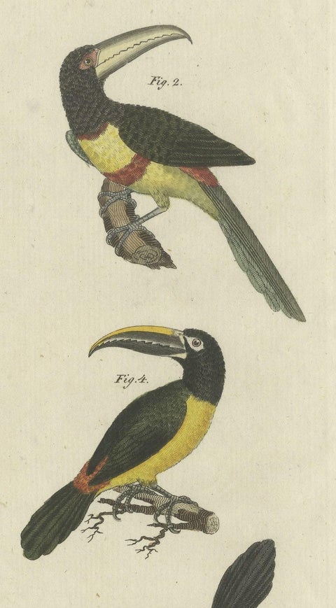 Antique Print of Various Birds Including the Aracari Toucan, close-up 2