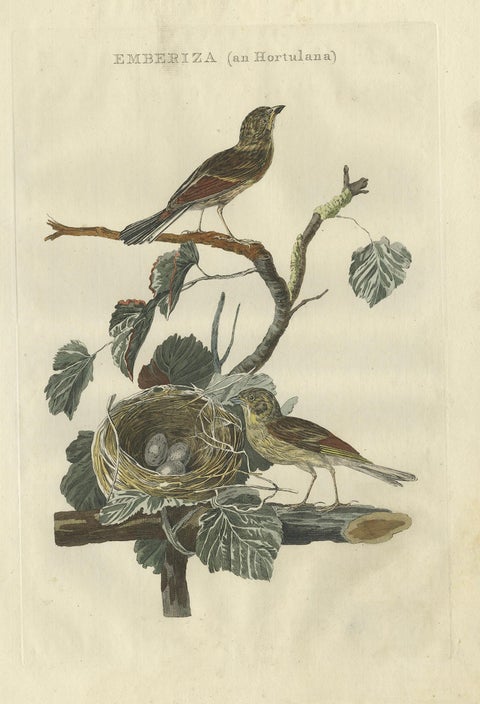 Ortolan Bunting, Antique Dutch Bird Print by Sepp & Nozeman, 1789, close-up 1