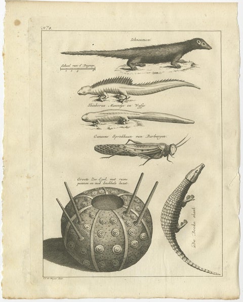 Antique Engravings of Lizards, Locust, Mongoose and a Sea Urchin, 1773, view 2