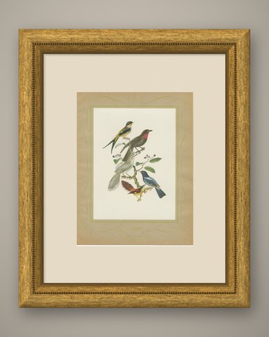 Swallow-Tailed Cotinga and Fruitcrow, Brazilian Bird Print, Descourtilz, 1944, shown framed
