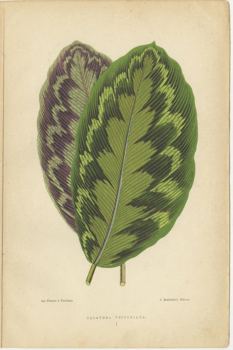 Vibrant Botanicals: A Study of Leaf Patterns and Colors, Published in 1880, view 3