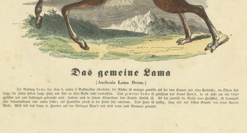 Das gemeine Lama (Common Llama) - Hand-Colored Zoological Print, Circa 1840, close-up 2
