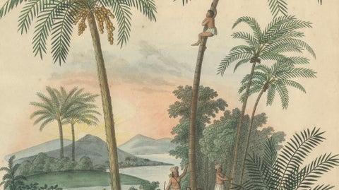 Antique Date Palm & Coconut Botanical Scene, Phoenix & Cocos, c.1831, close-up 3