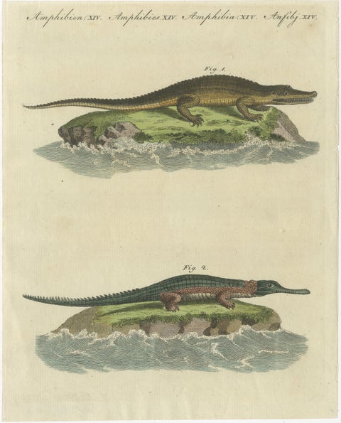 Antique Print of the Caiman Alligator and an other Crocodile species, view 3