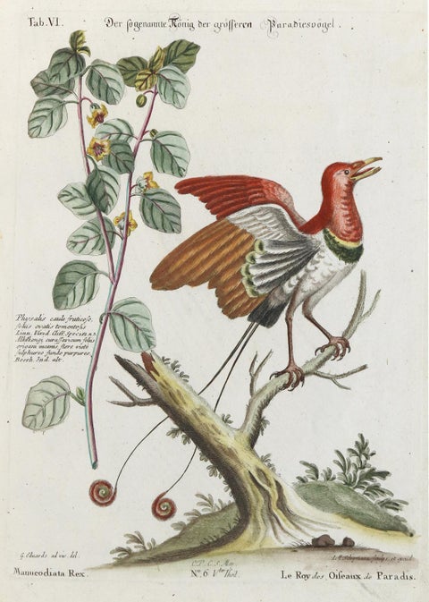 Stunning Birds of Paradise from Seligmann's Rare Birds Collection (1770-1773), view 2