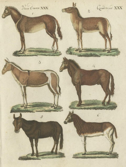 Print from a Rare Unknown Dutch work Showing Mules, Horses, Donkeys, etc., 1800, close-up 1
