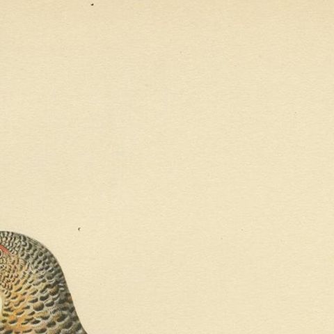 Antique Bird Print of the Western Capercaillie by Von Wright, 1929, close-up 1