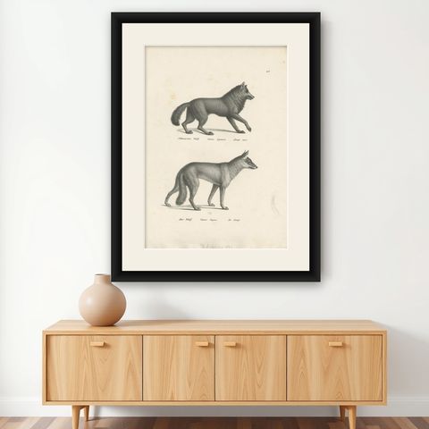Antique Print of Wolves by Schinz, 'c.1830', shown framed on a wall