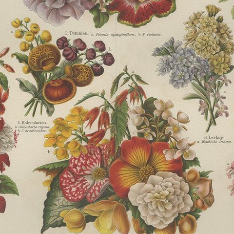 Antique Print of Various Flowers by Meyer 'c.1895', close-up 2