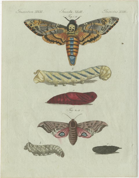 Unique Entomology Study - Hand-Colored Butterfly Prints Published in ca.1780, view 2