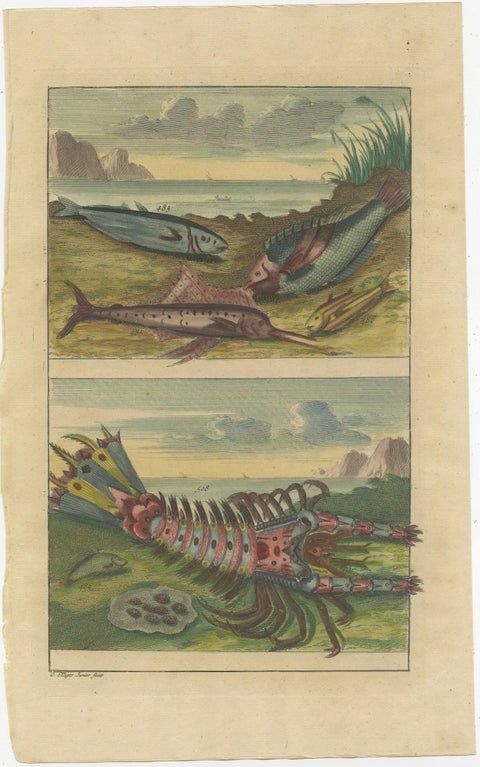 Set of 3 Colored Antique Prints of various Fishes and Crustaceans, 1726, view 2