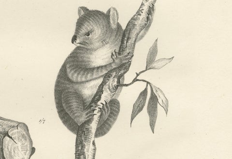 Rare 19th-Century Lithograph of Exotic Marsupials: Koala, Wombat & Phalanger, close-up 3
