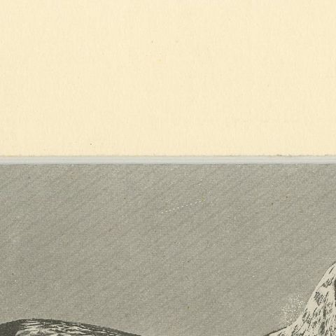 Blue Basset of Gascogne, Antique Dog Illustration, 1915, close-up 5