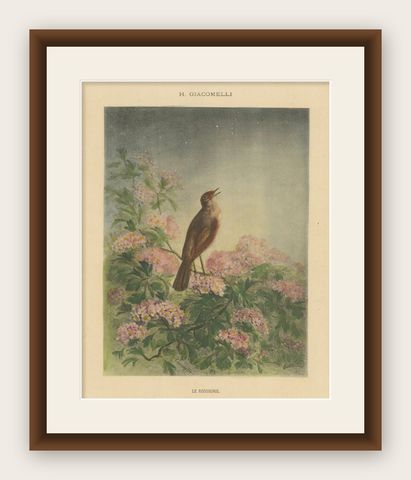 The Nightingale's Song - Giacomelli’s Floral and Avian Art, Circa 1891, shown framed