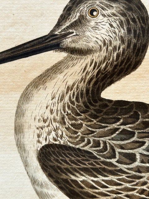 Antique Bird Print of the Green Sandpiper by Sepp & Nozeman, 1809, view 4