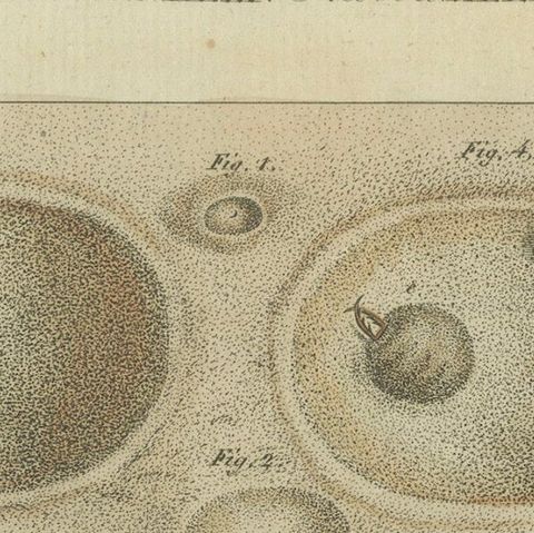 Intricate Insect Life Cycle and Habitats: Hand-Colored Engraving, Bertuch, 1805, close-up 3