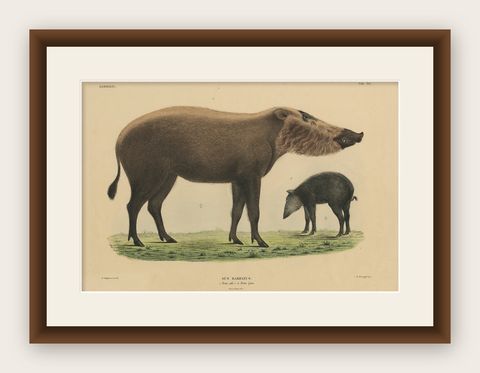 Rare Exotic Animal Print, Bornean Bearded Pig, Hand-Coloured, 1839, shown framed