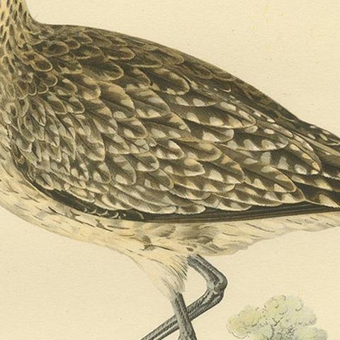 Antique Bird Print of the Eurasian Whimbrel by Von Wright, '1929', close-up 2