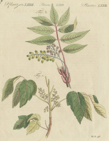 Poison Ivy and Poison Sumac, Antique Bertuch Print, circa 1805