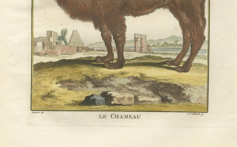 Antique Bactrian Camel Engraving, Buffon Hand-Coloured Print Amsterdam 1769, close-up 6