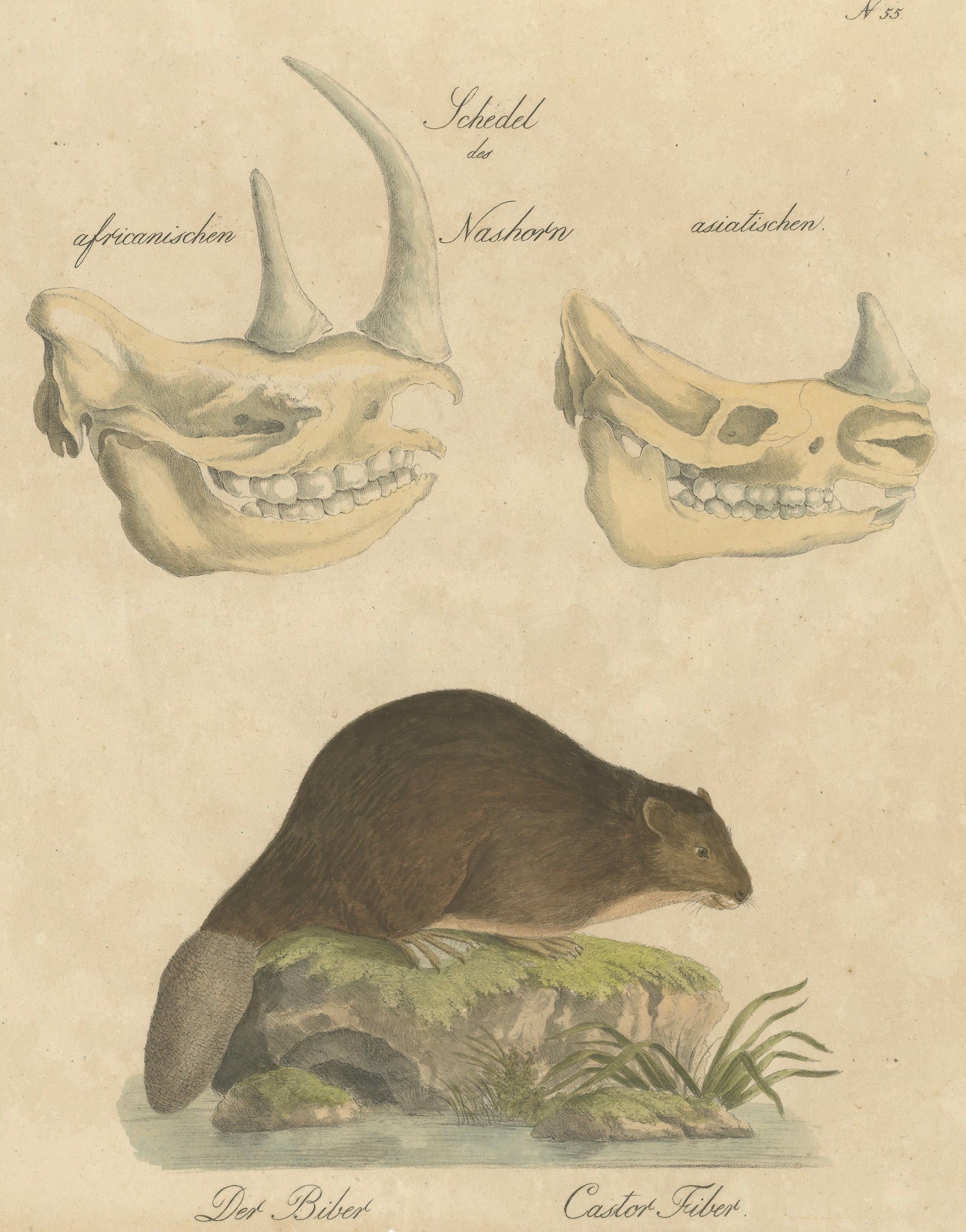 Beaver and African & Asian Rhinoceros Skull Studies, Brodtmann, 1816