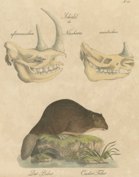 Beaver and African & Asian Rhinoceros Skull Studies, Brodtmann, 1816