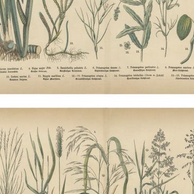Antique Botanical Prints Set, German Atlas Plants & Grasses, circa 1885, close-up 2
