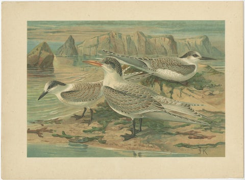 Set of Six Antique Chromolithographs of Seabirds, Gulls, Terns & Skuas, c.1890, view 5