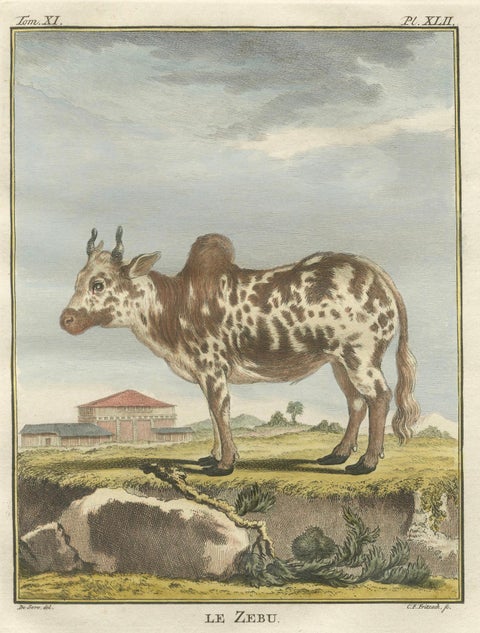 Elegant 18th-Century Zebu Engraving, Buffon Dutch Edition, 1769, close-up 6