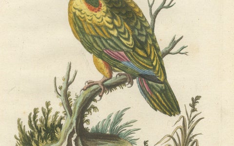 The Great Green Parrot of the West Indies, Hand-Coloured Engraving, ca.1770, close-up 3