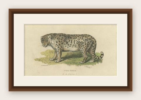 A Hand-Colored Illustration of the Snow Leopard or Once, 1824, shown framed