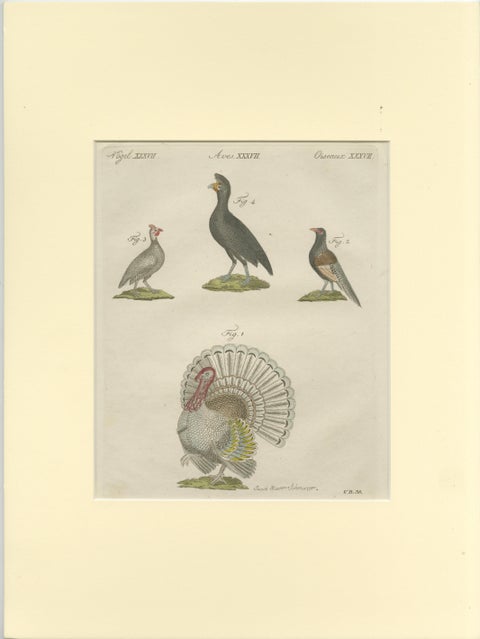 Antique Print of a Wild Turkey, Pheasant, Helmeted Guineafowl and Curassow Bird, view 2