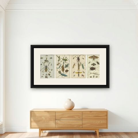 Captivating Natural History Prints: Insects, Life Cycles and Rare Details, 1832, shown framed on a wall