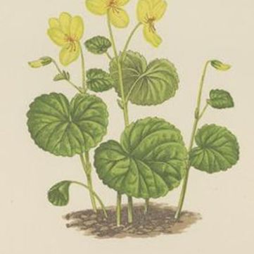 Victorian Triptych of Alpine Flowers with Gentian, Cyclamen and Sedum 1874, close-up 1