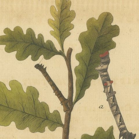 English Moths on Oak & Elm, Hand-Colored Entomology Engraving, Albin 1720, close-up 1