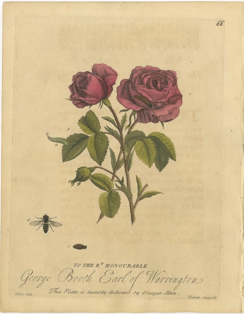 Antique Rose and Botanical Insect Engravings, Decorative Natural History, 1720, view 3