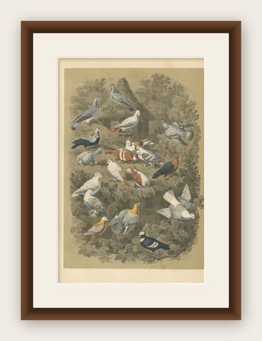 Antique Bird Print of Various Pigeons, 1853, shown framed