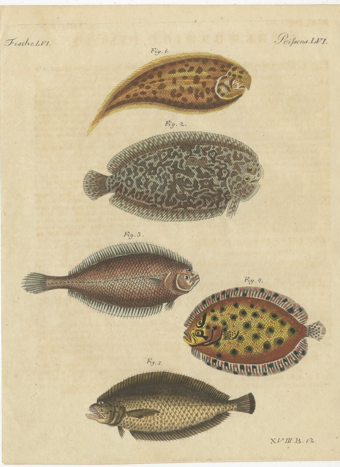 Five Soles and Flatfish, Antique Bertuch Print, circa 1815
