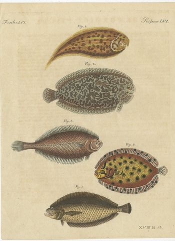 Five Soles and Flatfish, Antique Bertuch Print, circa 1815