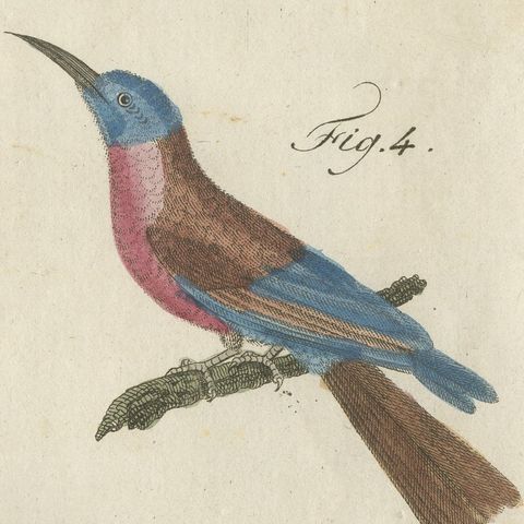 Royal Flycatcher and Bee-eaters, Antique Bertuch Print, Vienna, circa 1805, close-up 6